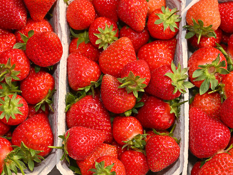 Les fraises souffrent du temps humide
