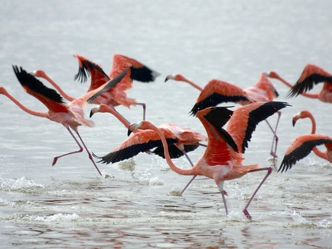 Algérie: des bénévoles sauvent près de 300 flamants roses
