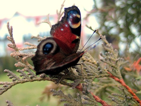 Les papillons peuvent polliniser les fleurs grâce à l'électricité