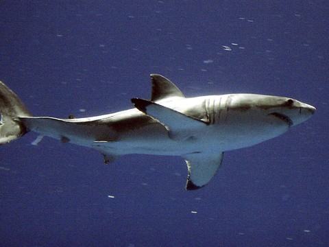 Des traces de cocaïne dans des requins, au large du Brésil