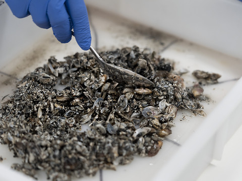 Recycler les moules quagga, le défi d'une jeune pousse lausannoise