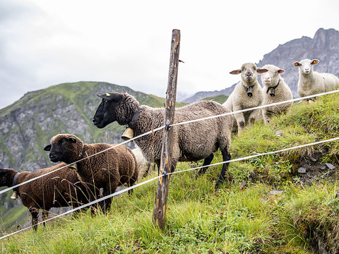 Le Tessin autorise le tir du loup dans le Val Bedretto