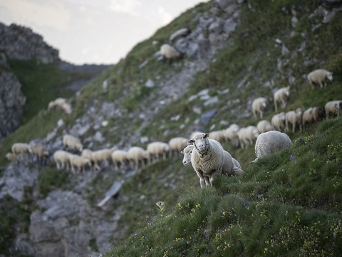 Grande transhumance traditionnelle des moutons dans les Grisons