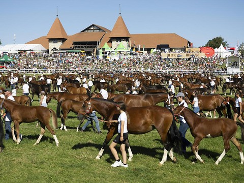 Chevaux et Alsace à l'honneur au Marché-Concours