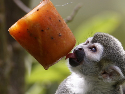 Le zoo d'Anvers régale ses animaux avec des glaces