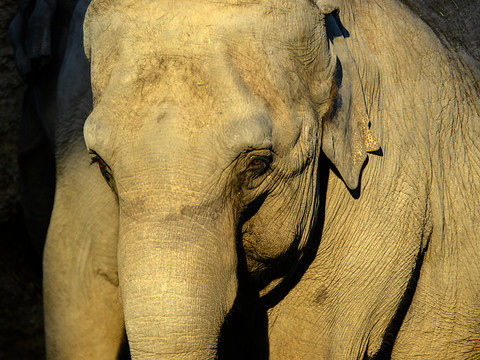 Le zoo de Zurich euthanasie l'éléphante Ceyla-Himali