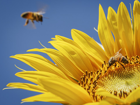 L'initiative biodiversité passe de justesse, selon un sondage