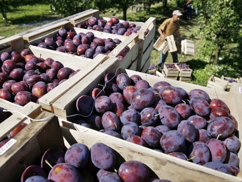 Récolte de pruneaux suisses: 26% de plus que la moyenne attendus