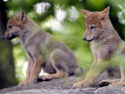 Les Grisons veulent abattre deux tiers des jeunes loups