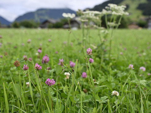 Faibles majorités pour l'initiative biodiversité et la réforme LPP