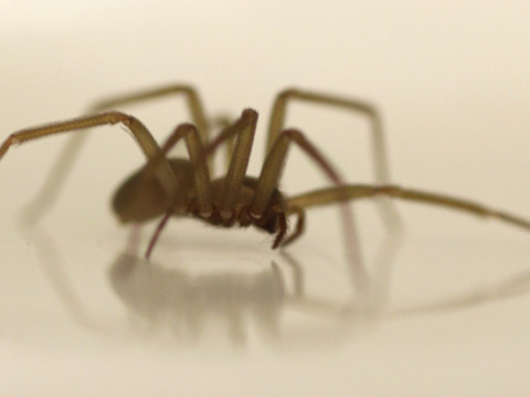 Un jeune Italien succombe à la morsure d'une araignée violoniste