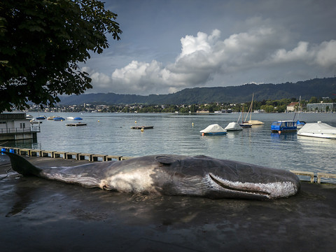 Un cachalot de 15 mètres échoué sur l'Utoquai de Zurich