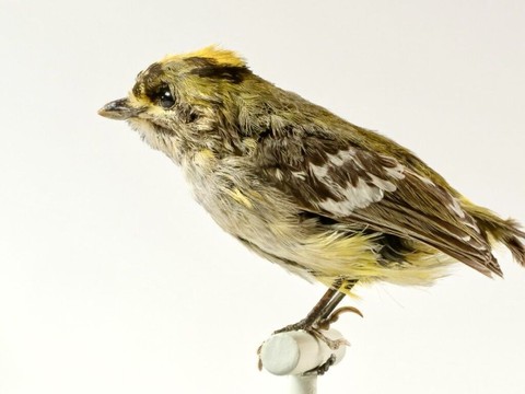 Un oiseau empaillé rarissime découvert dans un musée bernois