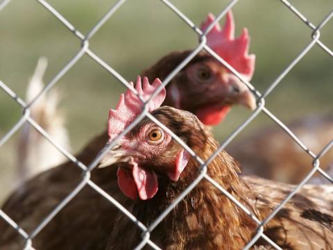 Une enfant lourdement handicapée par un poulailler électrifié