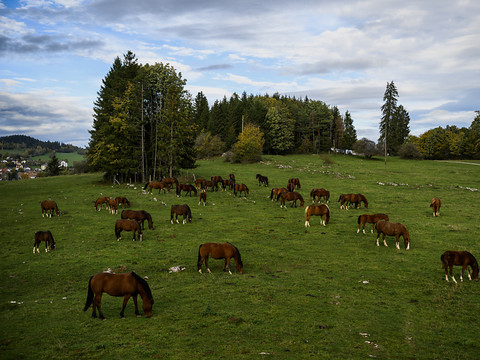 Les pâturages boisés, un terreau favorable à la biodiversité