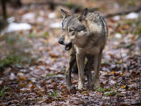Le Valais veut éliminer quatre meutes, soit environ 25 loups