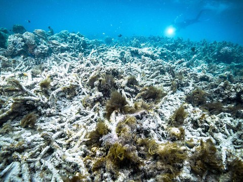 Grande barrière de corail: plan contre la mauvaise qualité de l'eau