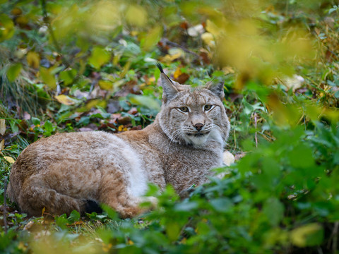 Lynx abattu dans le Muotatal (SZ) après avoir tué neuf moutons