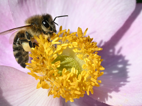 Birdlife critique l'ajournement de la protection des insectes