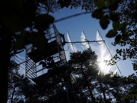 Une étude explore les effets du changement climatique sur les pins