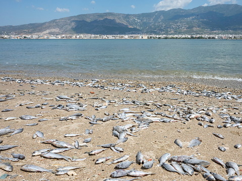 Grèce: golfe de Volos face à une nouvelle catastrophe écologique