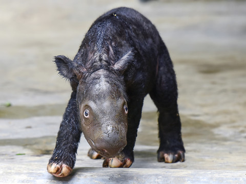 Indonésie: homme arrêté pour avoir vendu des cornes de rhinocéros