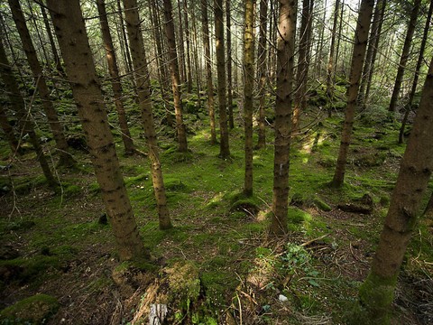 Les nanoplastiques nuisent à la photosynthèse des arbres