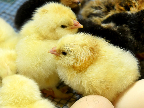 Les poussins mâles seront sélectionnés avant la naissance dès 2025