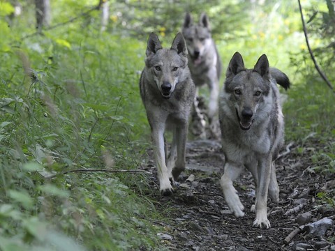 Vaud veut réguler l'entier de la meute du Mont Tendre