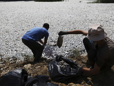 Grèce : des tonnes de poissons morts dans la ville de Volos