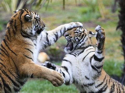 Un tigre mord une gardienne dans un parc d'attractions australien