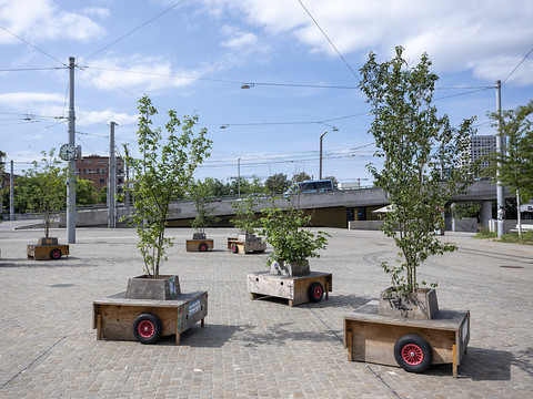 Les villes suisses abritent 1300 espèces d'arbres différentes