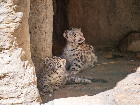 Trois léopards des neiges naissent à Bâle, dont un n'a pas survécu