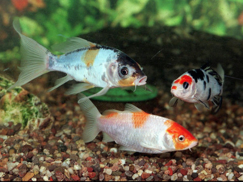 Les Suisses abandonnent de plus en plus leurs poissons de compagnie