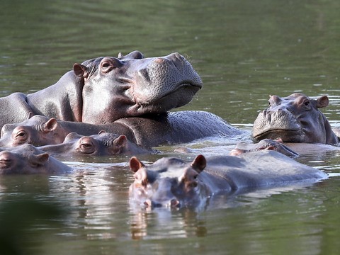 La justice colombienne ordonne la chasse des hippopotames d'Escobar