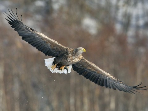 Norvège: un aigle attaque un bébé avant d'être abattu