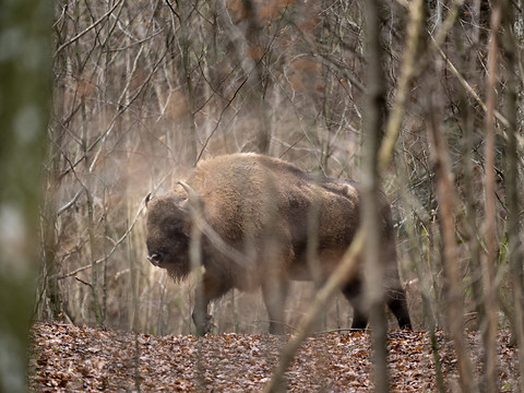 Superficie doublée pour le parc de bisons à Welschenrohr (SO)