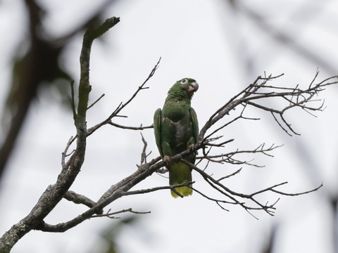 Déforestation: le Brésil demande à l'UE de reporter sa loi