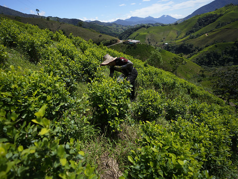 Le Pérou a détruit plus de 16'000 hectares de cultures illégales