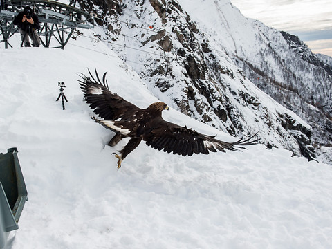 Les aigles royaux deviennent meilleurs en vol au fil des ans