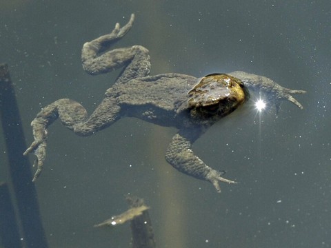 Détecter les amphibiens menacés par leur ADN dans l'eau