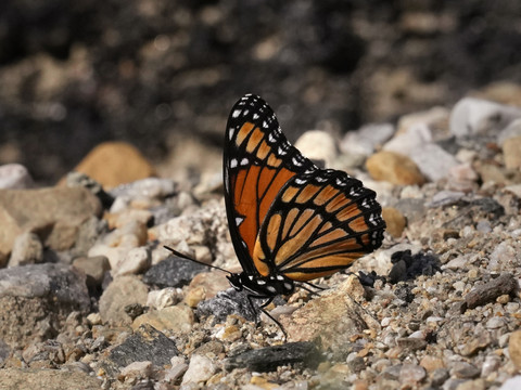 Déclin record du nombre de papillons au Royaume-Uni