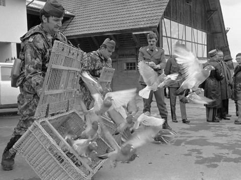 Il y a 30 ans, l'armée suisse démobilisait ses pigeons voyageurs