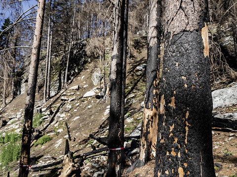 Les Chambres s'accordent sur un supplément pour les forêts