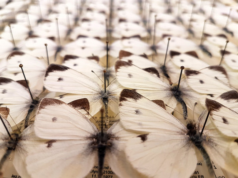 Quand une invasion de papillons s'accompagne d'une perte de gènes