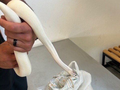 Un python royal retrouvé à la douane de Chiasso (TI)
