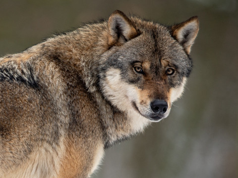 Abattage de loups ordonné à Poschiavo/GR après avoir été suspendu