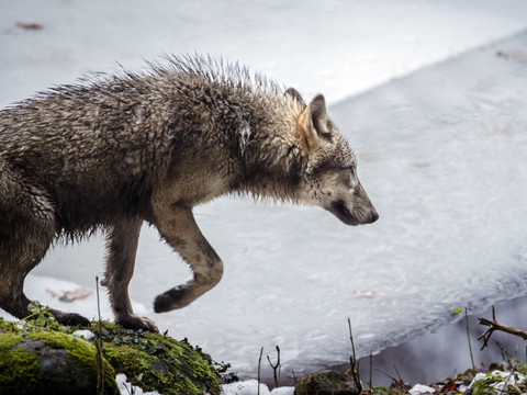 Neuchâtel autorise le tir d'un loup après l'attaque d'une génisse