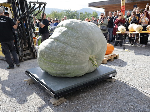 La citrouille la plus lourde de Suisse pèse plus de 700 kilos