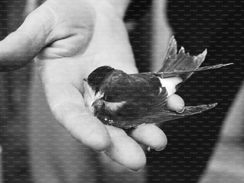 Il y a 50 ans, plus d'un million d'hirondelles prenaient l'avion